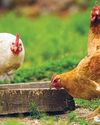 Avian Influenza -The Future