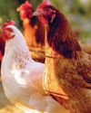 Avian Influenza: UK Now Diseasefree But Chief Vet Urges Vigilance