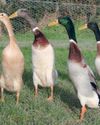 Indian Runner Ducks