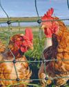 Buying Your Electric Poultry Netting Kit 