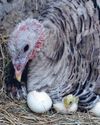 Incubating turkey eggs