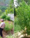 GREEN-LIT India's CBD Wellness Spike Man's World