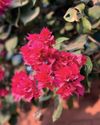 BRIGHT-EYED BOUGAINVILLEA BRIGHT-EYED BOUGAINVILLEA1