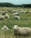 Break from the herd4