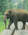 Malayalam Vaarika