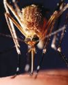 World's First Malaria Vaccine