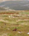 Grouse numbers - how are they looking?