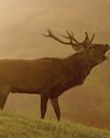 The Field Guide To British Deer - BDS 60th Anniversary Edition