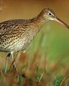 The Duchy of Cornwall helps curlew recovery