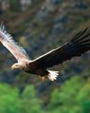 White-tailed eagle success