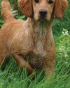 Debutant gundogs