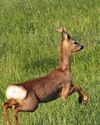 Roe, rucks and new ground Roe, rucks and new ground