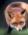 Fox rot about Charlie Fox rot about Charlie