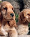 Gundogs Q&A Gundogs Q&A