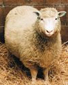Shear genius Shear genius11