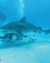SHARK! CELEBRITY INFESTED WATERS TV Times