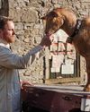 CREATURE comforts TV Times