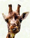 Safari secrets! Safari secrets!