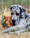 Shelby the Great Dane - SEBASTOPOL, CA