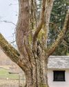 My Forever Tree My Forever Tree
