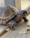 Gripper the Class Turtle Gripper the Class Turtle