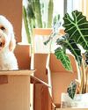 Why are we so obsessed with MOVING HOUSE?