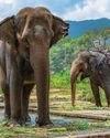The woman on the ELEPHANT The woman on the ELEPHANT