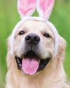 Keep pets safe this Easter Keep pets safe this Easter