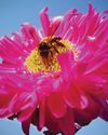 Queen BEE Queen BEE
