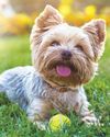Keep tails wagging ALL SUMMER Keep tails wagging ALL SUMMER17