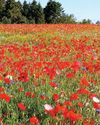 Magical MEADOWS