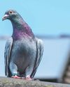 Pigeon TALK Pigeon TALK