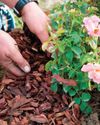 GARDEN notes Woman's Weekly