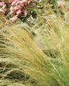 Pocket PRAIRIE BORDER Pocket PRAIRIE BORDER14