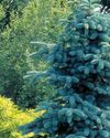EASY evergreens15