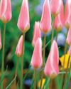 TULIP takeover18