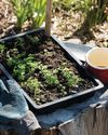 BEST BUDGET gardening tips15