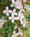 GARDEN notes25