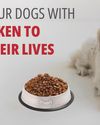 FEEDING YOUR DOGS WITH REAL CHICKEN TO ENRICH THEIR LIVES