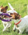 CARE TIPS FOR DOGS TO ENSURE THEIR WELL-BEING