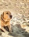 How To Combat Heat Stress In Dogs