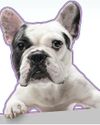 BANISH THE STENCH Combatting Odour Problems in Dogs BANISH THE STENCH Combatting Odour Problems in Dogs