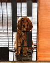 How to train your dog to be friendly to visitors How to train your dog to be friendly to visitors
