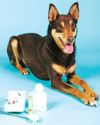 DENTAL BASICS FOR PETS DENTAL BASICS FOR PETS