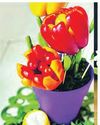 Vaartha-Sunday Magazine