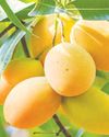Vaartha-Sunday Magazine