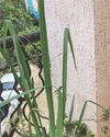 Lemongrass / Leeli-cha Yoga and Total Health