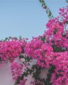 I Want to Be a Bougainvillea Yoga and Total Health