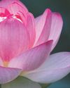 The Yoga Sutras of Patanjali13