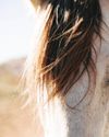TRAINING THE SENSITIVE HORSE TRAINING THE SENSITIVE HORSE
